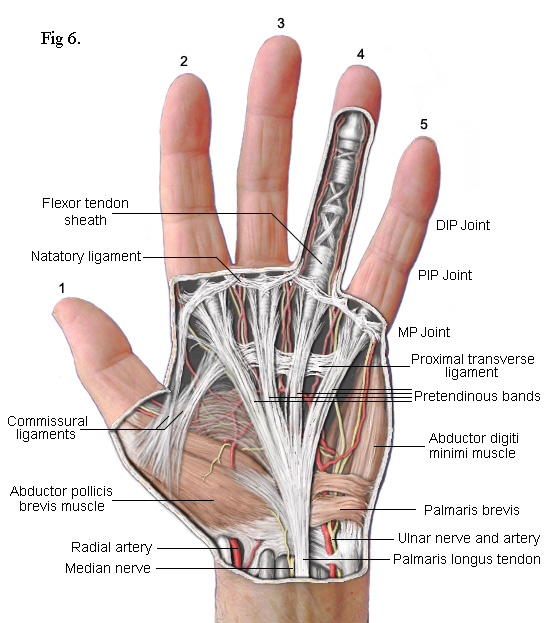 Hand-Anatomy.jpg